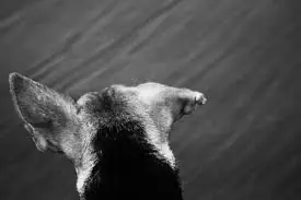 Mató a un perro colgándolo de un árbol