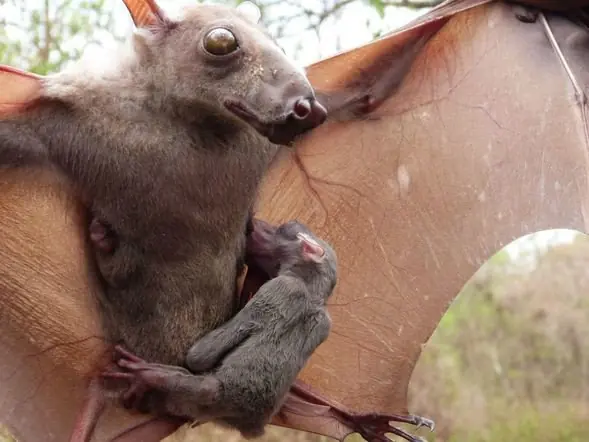 Animales bastante raros que te dejaran loco.