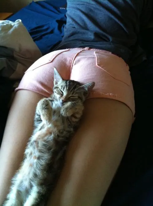 Beneficios de adoptar un Michi