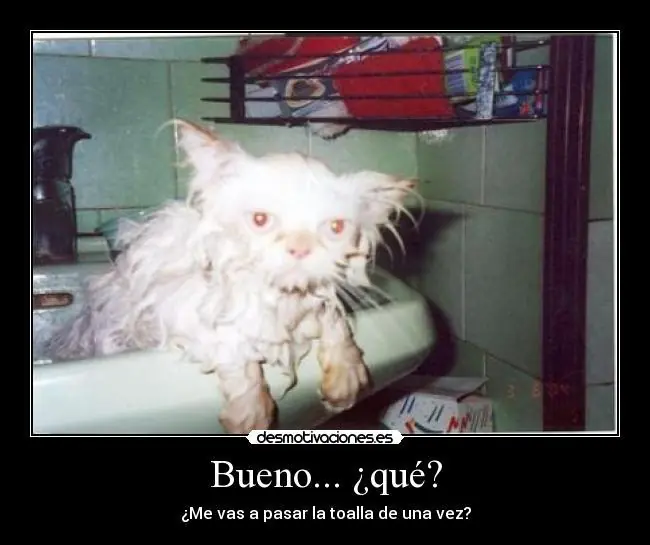 Cómo bañar a mi gato en casa :v