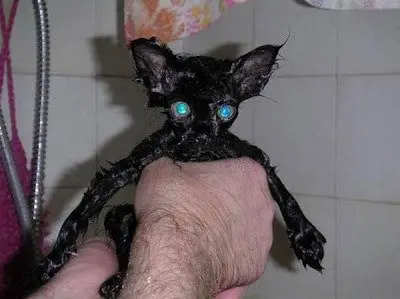 Cómo bañar a mi gato en casa :v