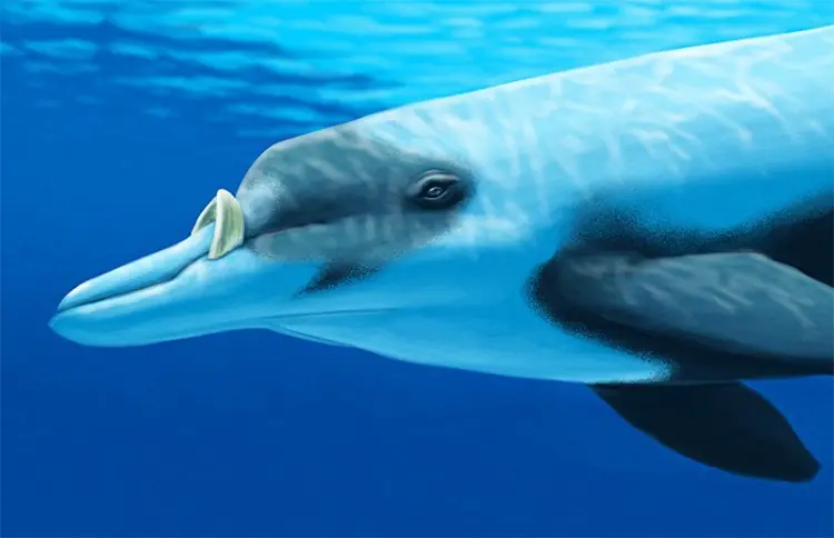 Animales