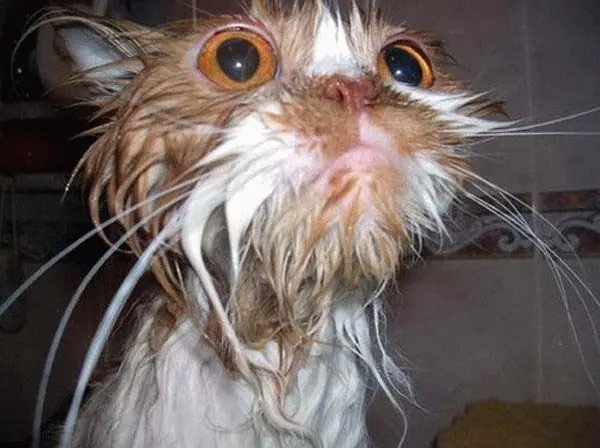 gato