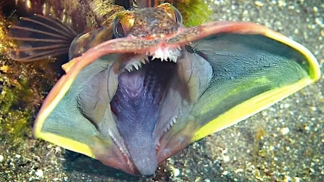 Animales bastante raros que te dejaran loco.