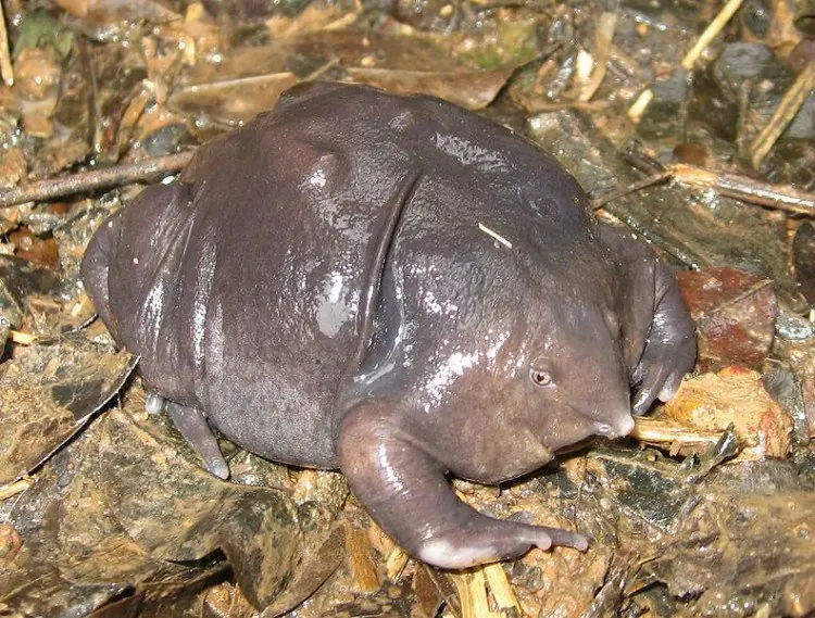 raros