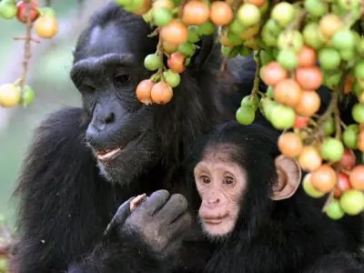 Los primates que comen fruta tienen cerebro grande