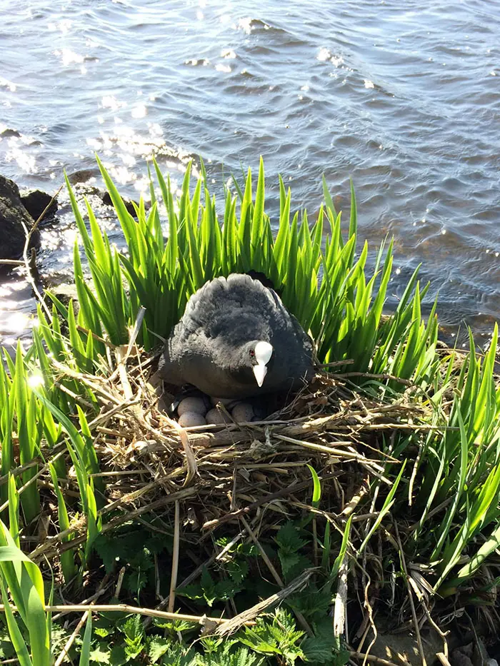 limpia río Schie en 5 semanas y su proyecto se vuelve viral