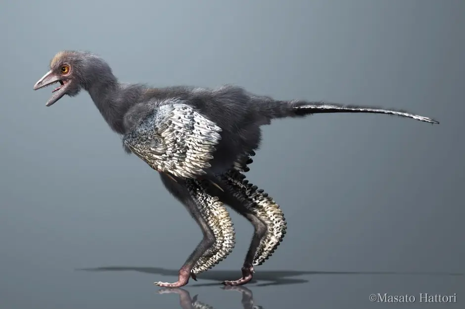 evolucion