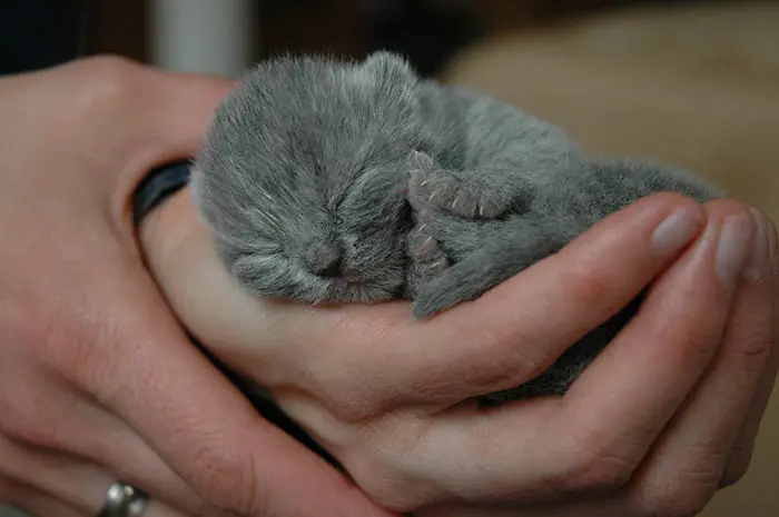 gatitos