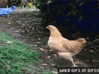 ¿Por qué los gallos y las gallinas tienen alas y no vuelan?