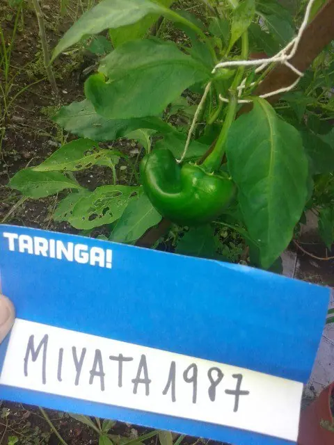 Avances de mi pequeña huerta [Certificada]