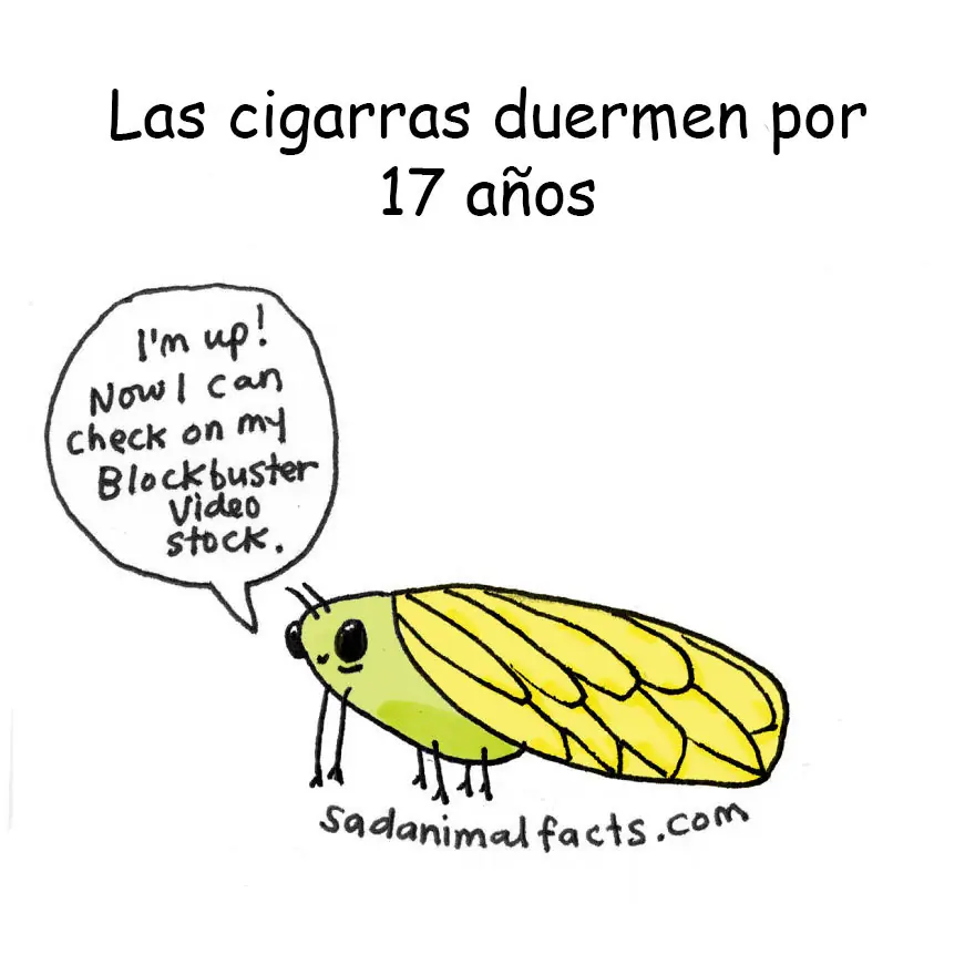 Animales Animales