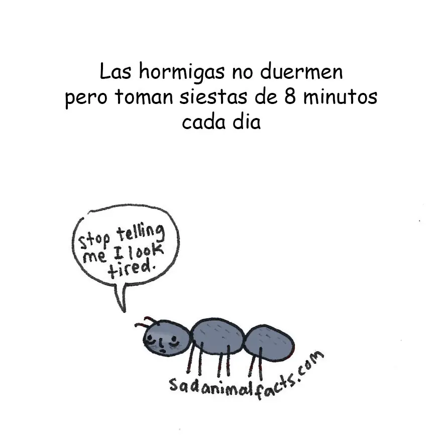 20 Curiosidades muy Tristes sobre Animales 20 Curiosidades muy Tristes sobre Animales