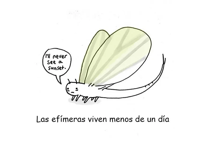 Animales Animales