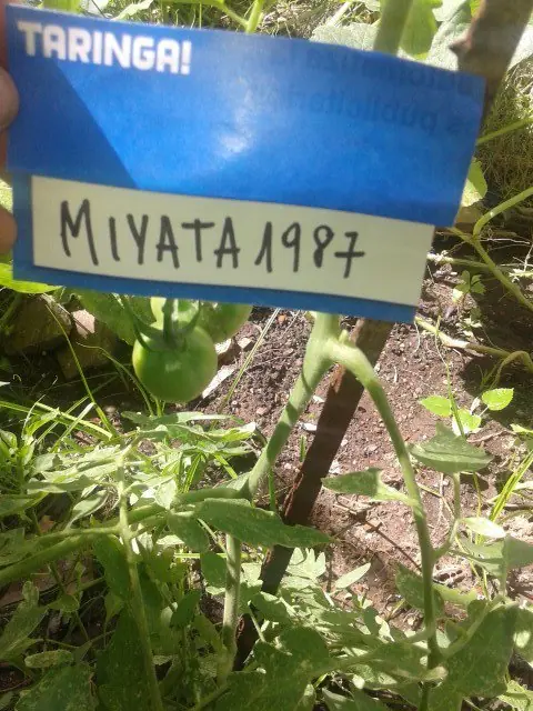 Avances de mi pequeña huerta [Certificada]