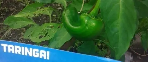 huerta
