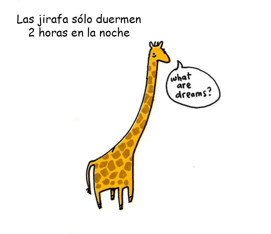 Animales Animales