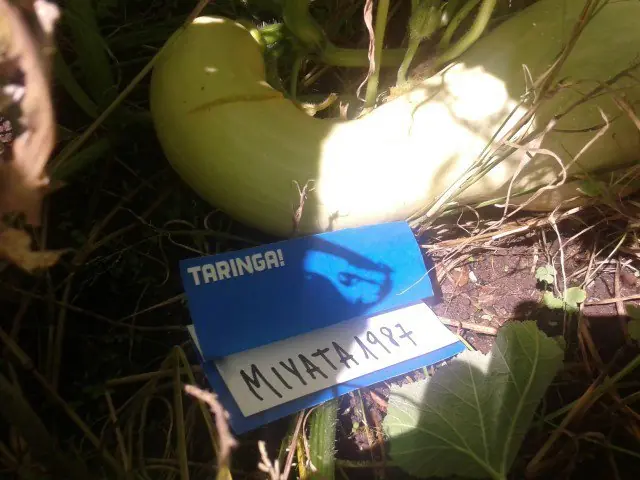 Avances de mi pequeña huerta [Certificada]