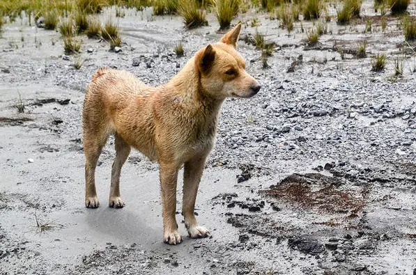 El perro mas raro del mundo (literalmente)