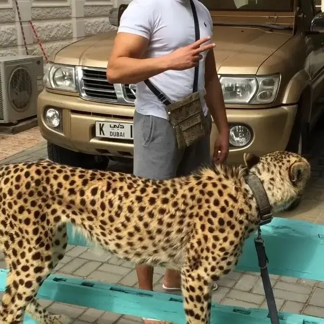 Lujos NECESARIOS que tendrías si fueras un magnate de Dubai
