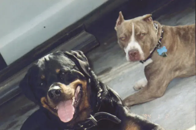 Perro Peligroso - Ley 14107