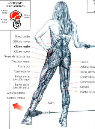 musculos