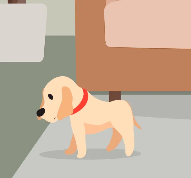 Perro