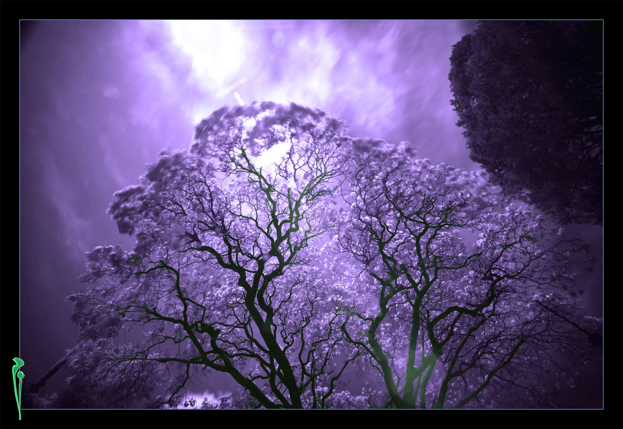 El jacarandá un pedacito de cielo El jacarandá un pedacito de cielo