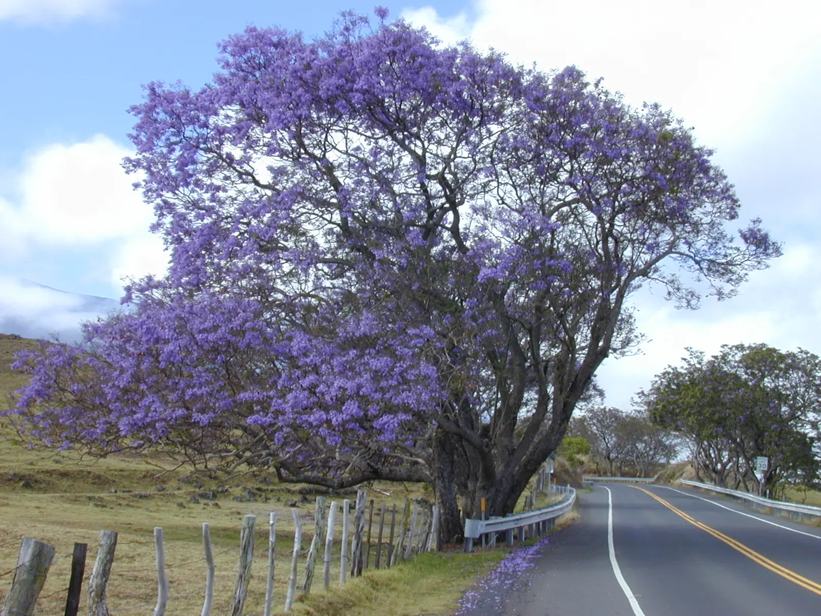 azul azul