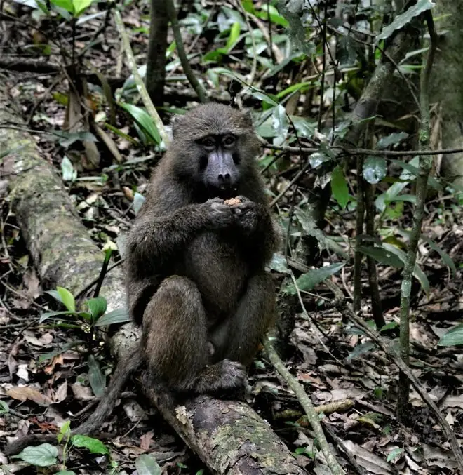 primates