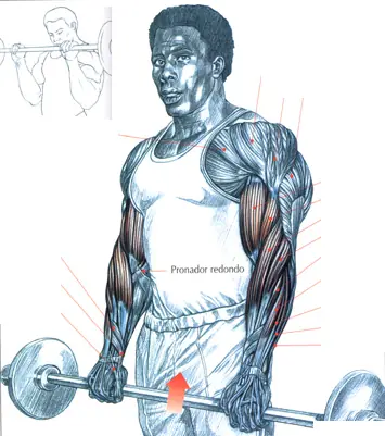 Ejercicios y músculos involucrados