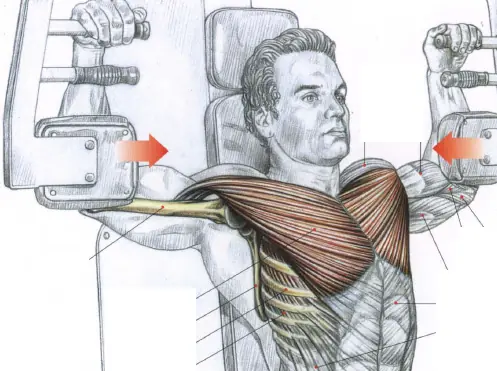 musculos