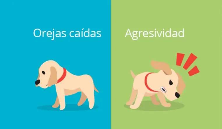 Perros