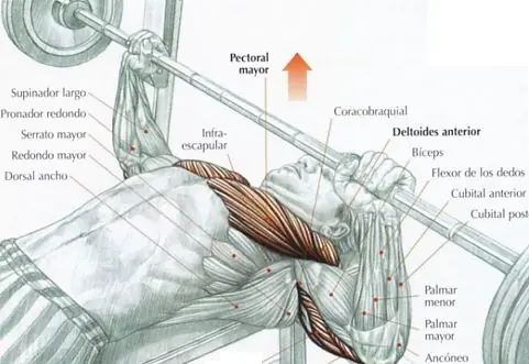 biomecanica