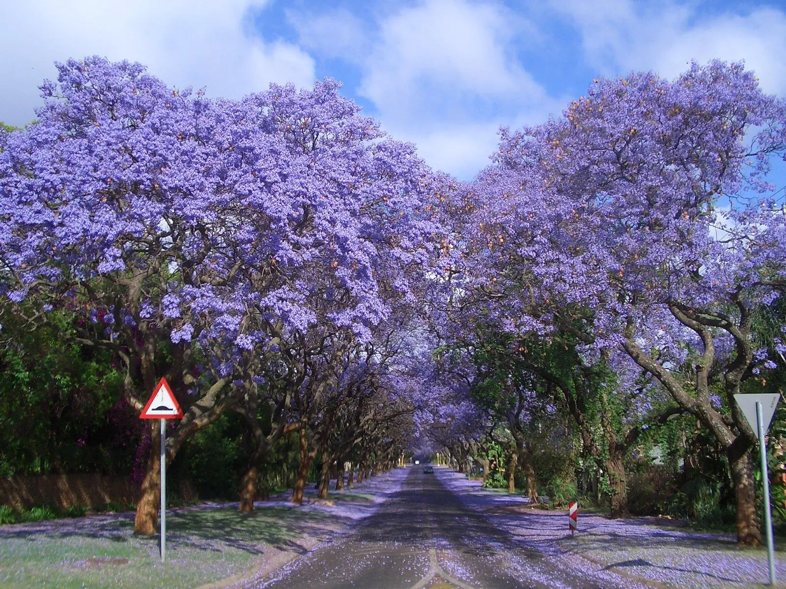 flora flora