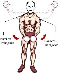 Ejercicios y músculos involucrados