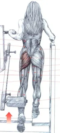 musculos