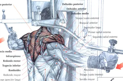 articulaciones