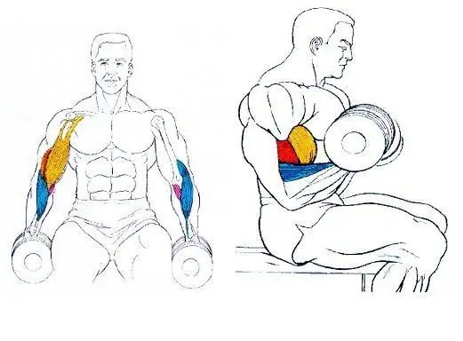 musculos