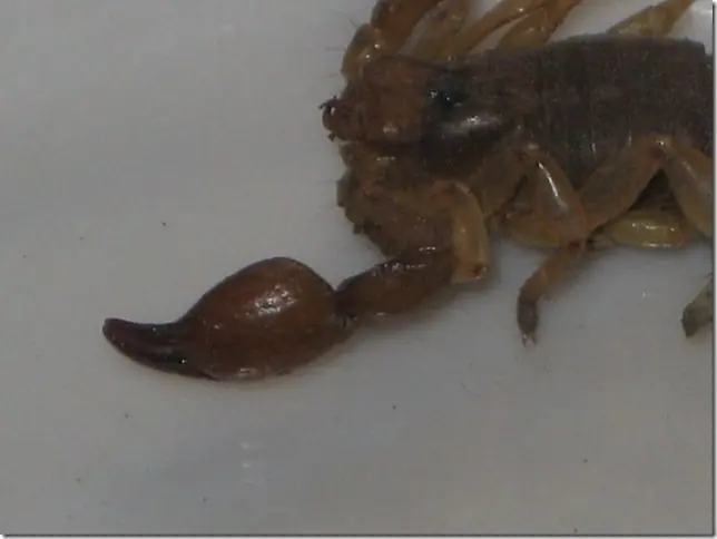 Alacranes, la diferencia entre venenosos y no venenosos Alacranes, la diferencia entre venenosos y no venenosos