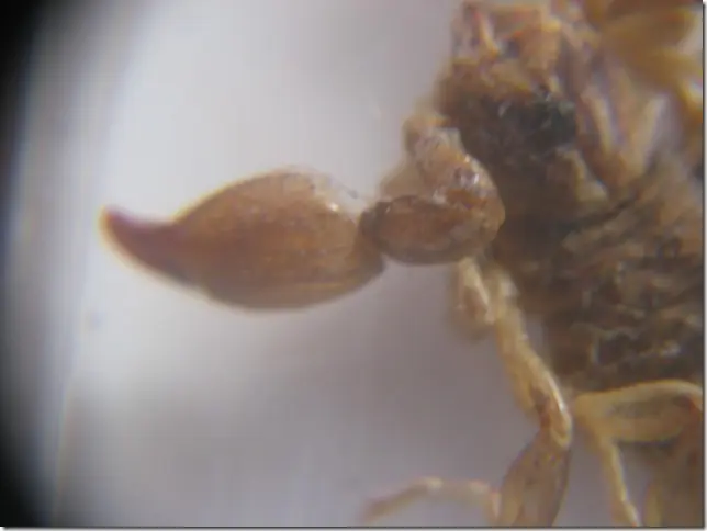 Alacranes Alacranes