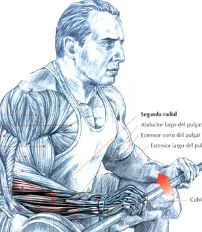 biomecanica