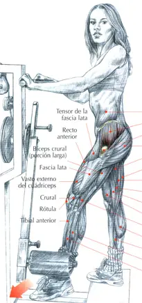 Ejercicios y músculos involucrados