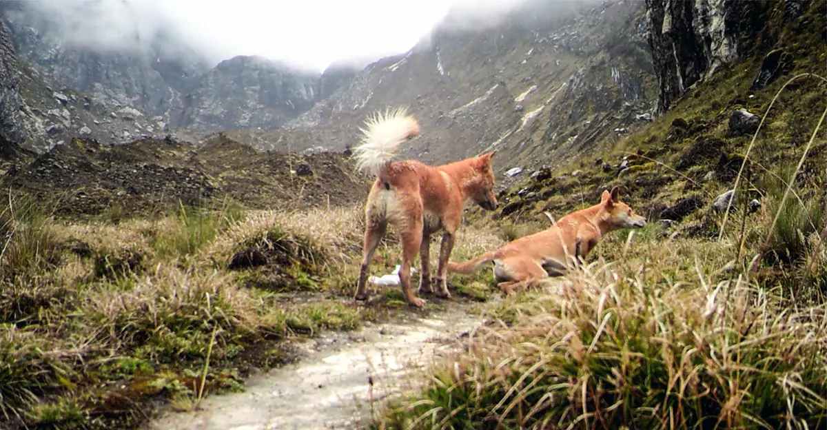 Fotografian despús de medio siglo al perro más raro del mun