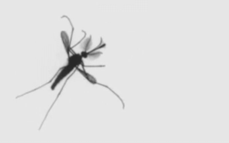 Los mosquitos no deberían poder volar, pero así lo hacen