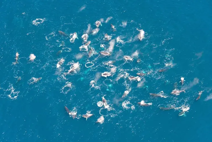 Ballenas Ballenas