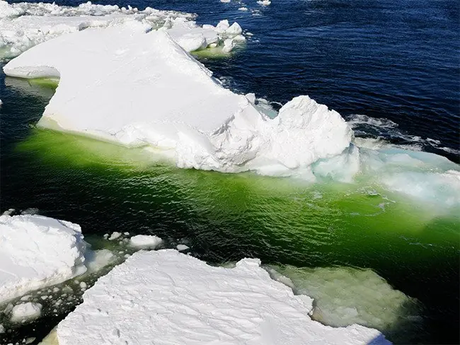 ¡El Ártico está mutando a color verde por esta razón!