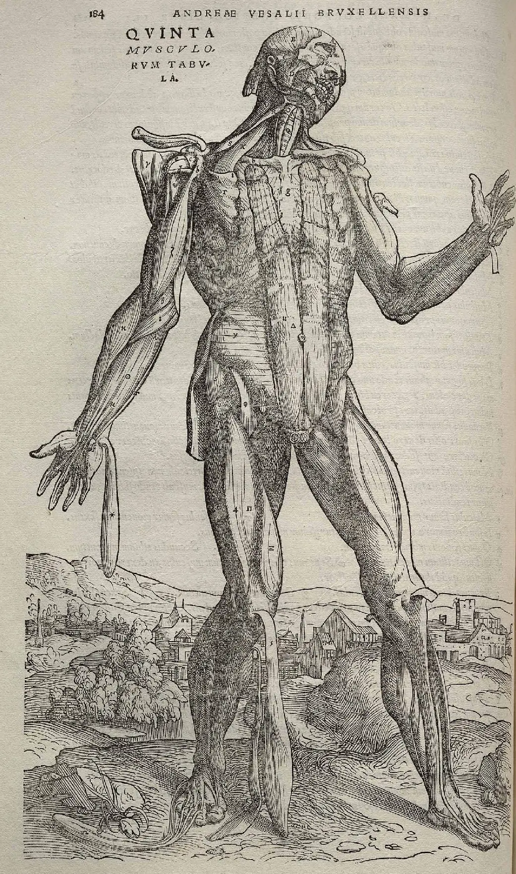 anatomia anatomia