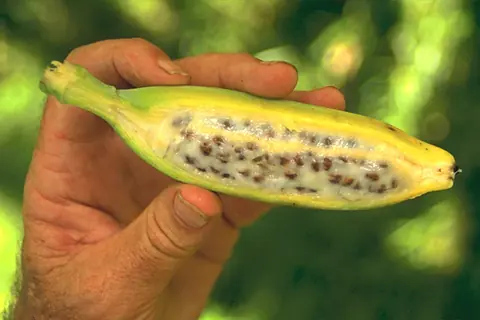 La Banana o Plátano tiene semillas