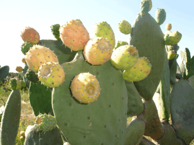 Frutas que seguramente no conoces:Parte 2